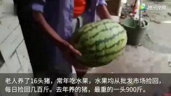吃瓜群众视频,视频背后的热点追踪与娱乐狂欢 第3张 吃瓜群众视频,视频背后的热点追踪与娱乐狂欢 第3张
